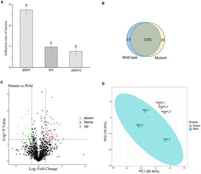 Homologous genes shared between probiotics and pathogens affect the adhesion of probiotics and exclusion of pathogens in the gut mucus of shrimp